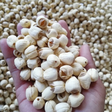 莲子广昌手工特级通芯白莲