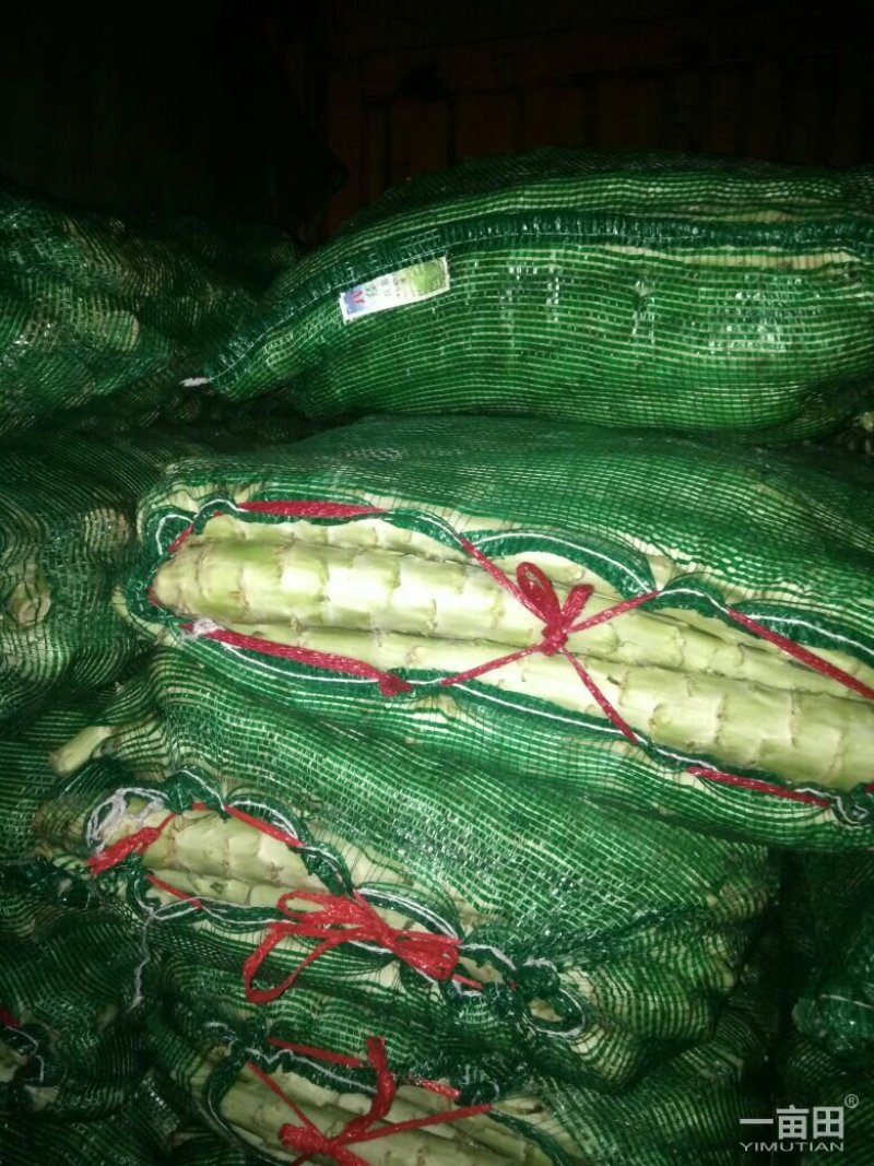 大量供应莴苣光杆