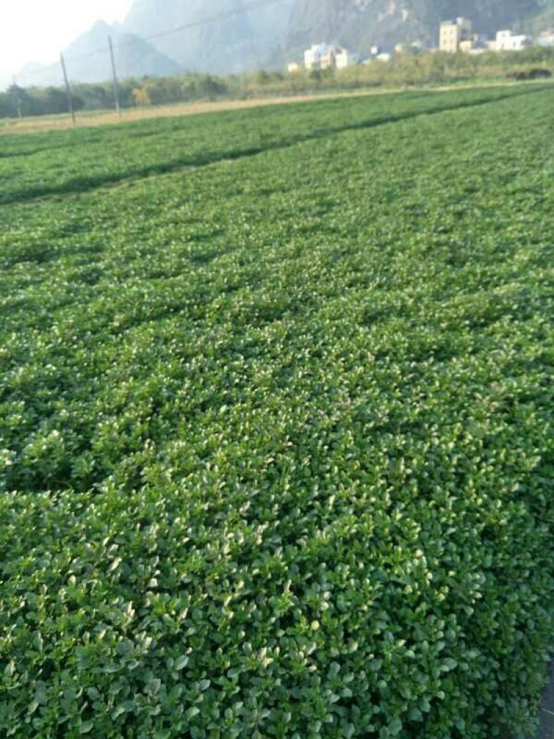 豆瓣菜/西洋菜种苗连根拔起成活率高
