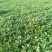 豆瓣菜/西洋菜种苗连根拔起成活率高