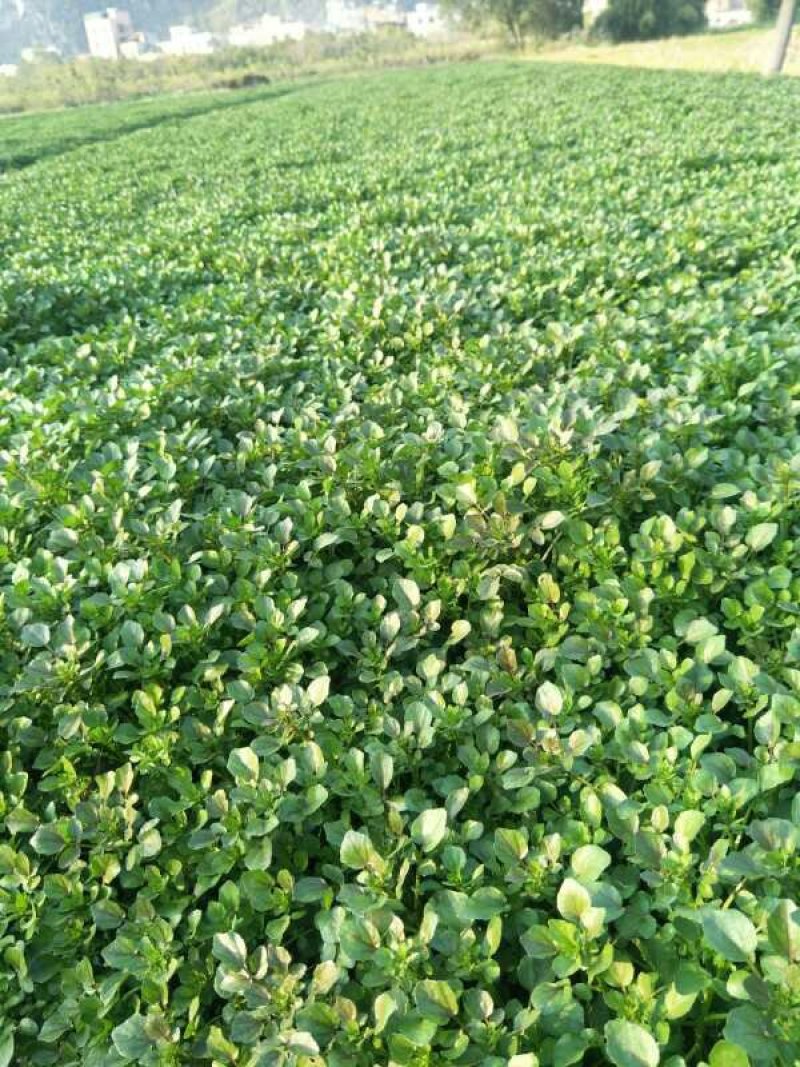 豆瓣菜/西洋菜种苗连根拔起成活率高