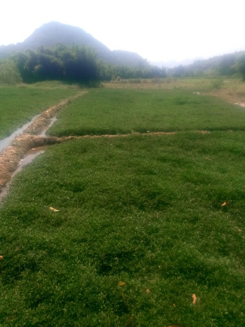 豆瓣菜/西洋菜种苗连根拔起成活率高