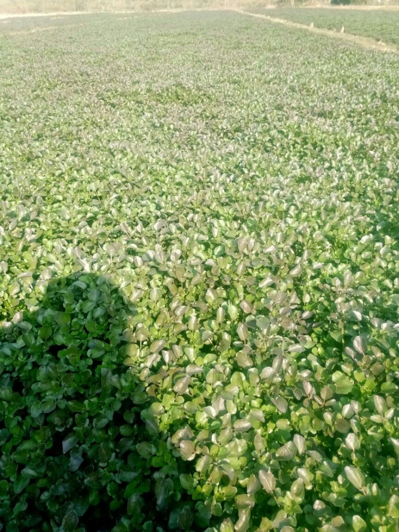豆瓣菜/西洋菜种苗连根拔起成活率高