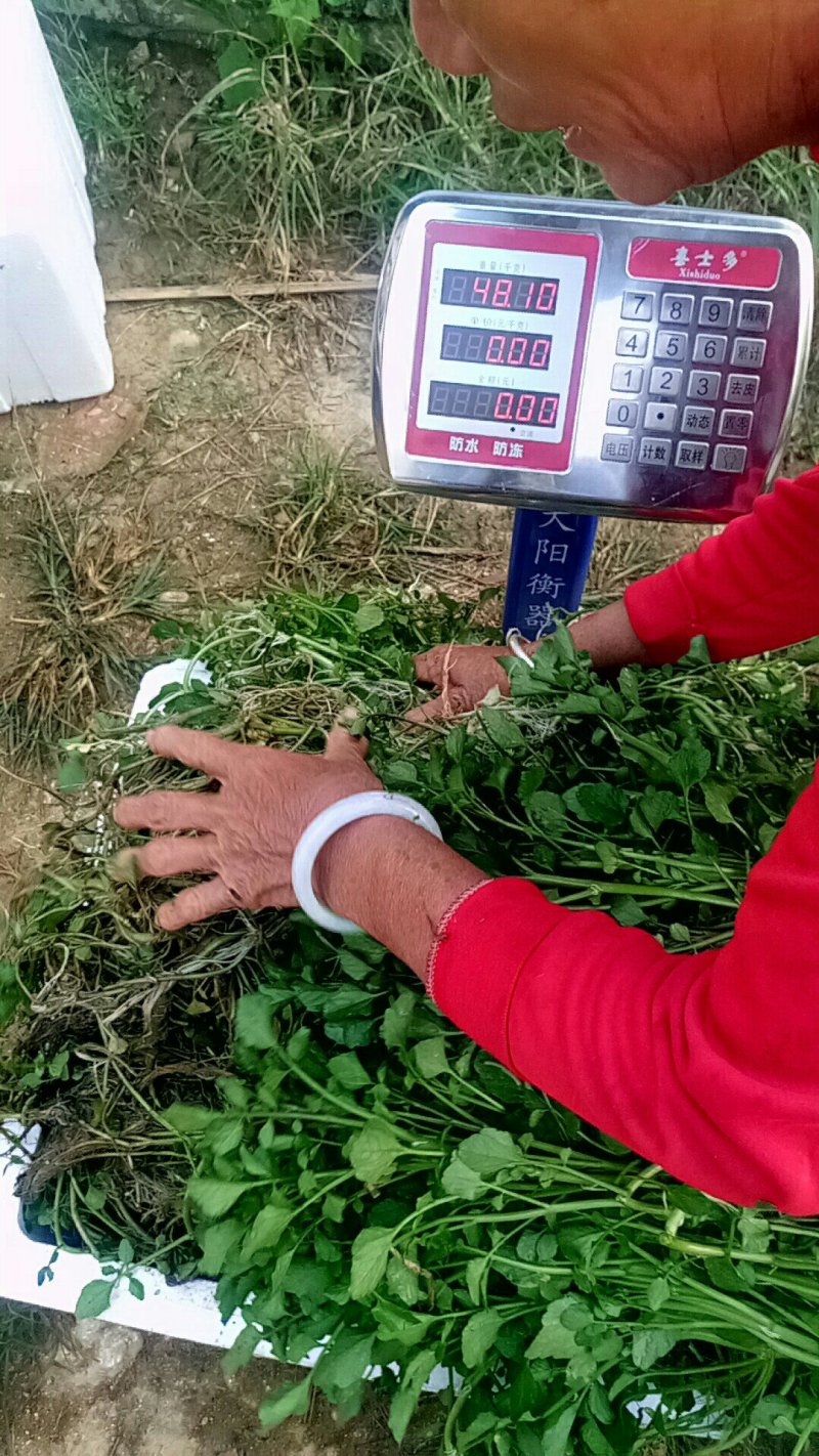 豆瓣菜/西洋菜种苗连根拔起成活率高
