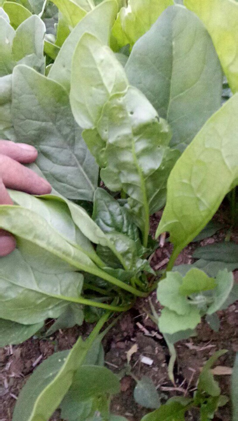 菠菜