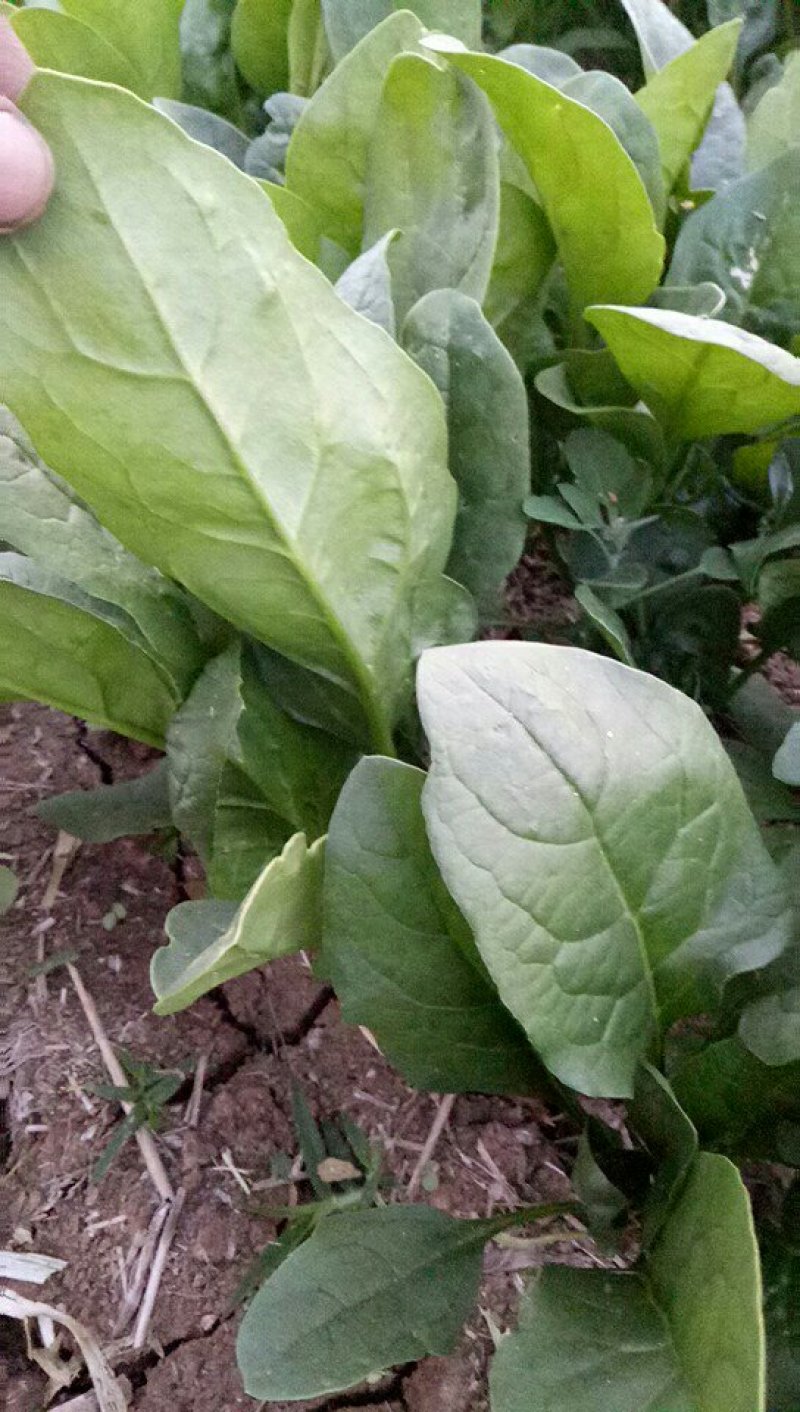 菠菜