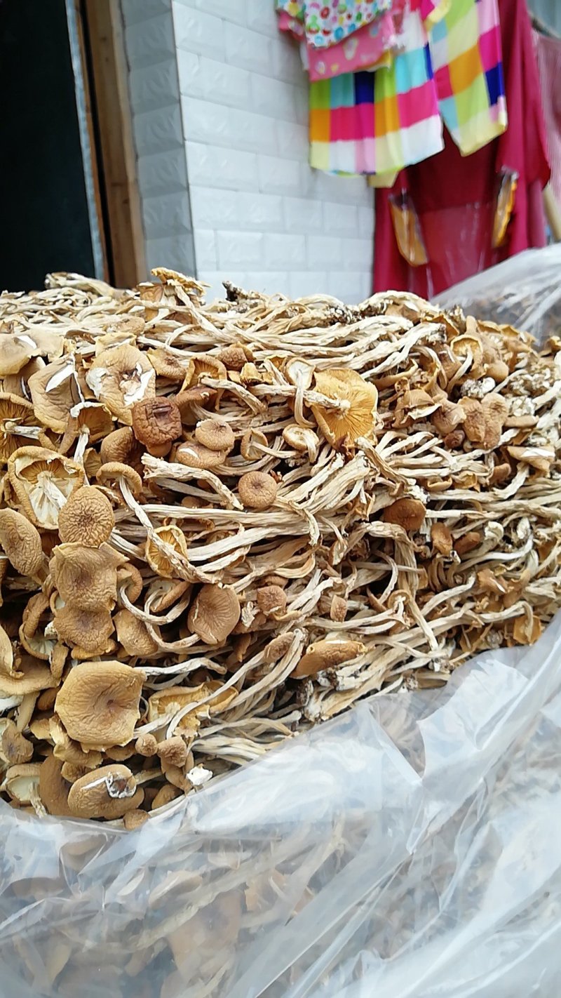 【广昌3号】茶树菇开伞无包心干货产地直销供货量充足