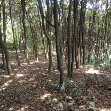 山地