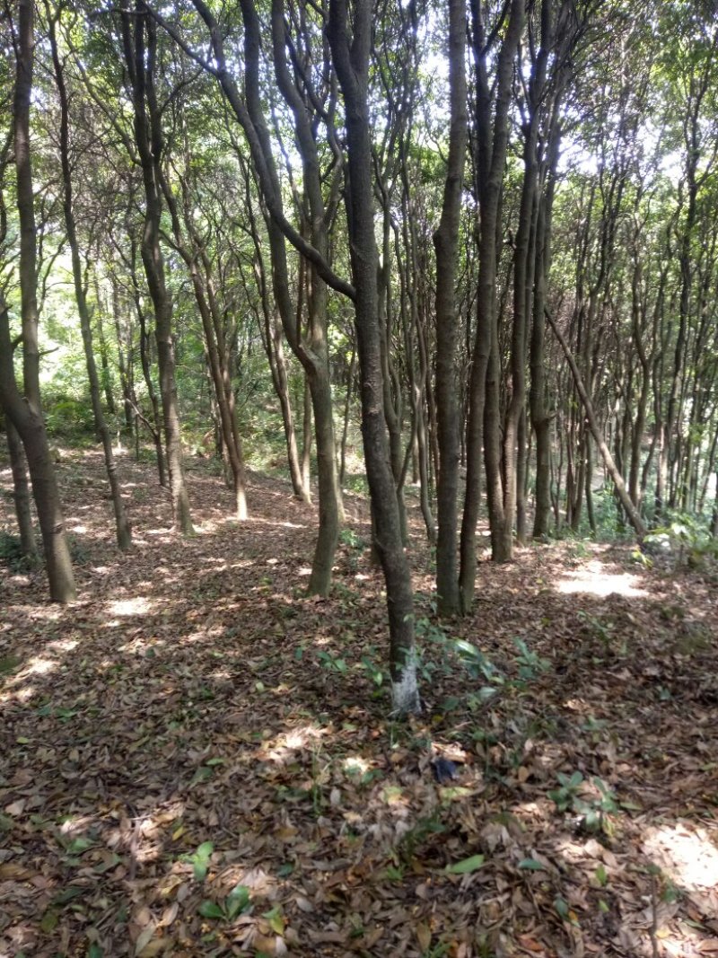 山地