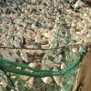 白羽王鸽400~500g，大量供应。