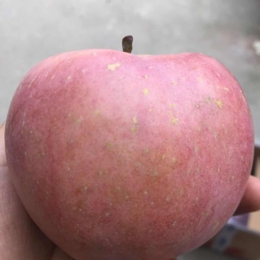 礼泉红富士苹果冰糖芯