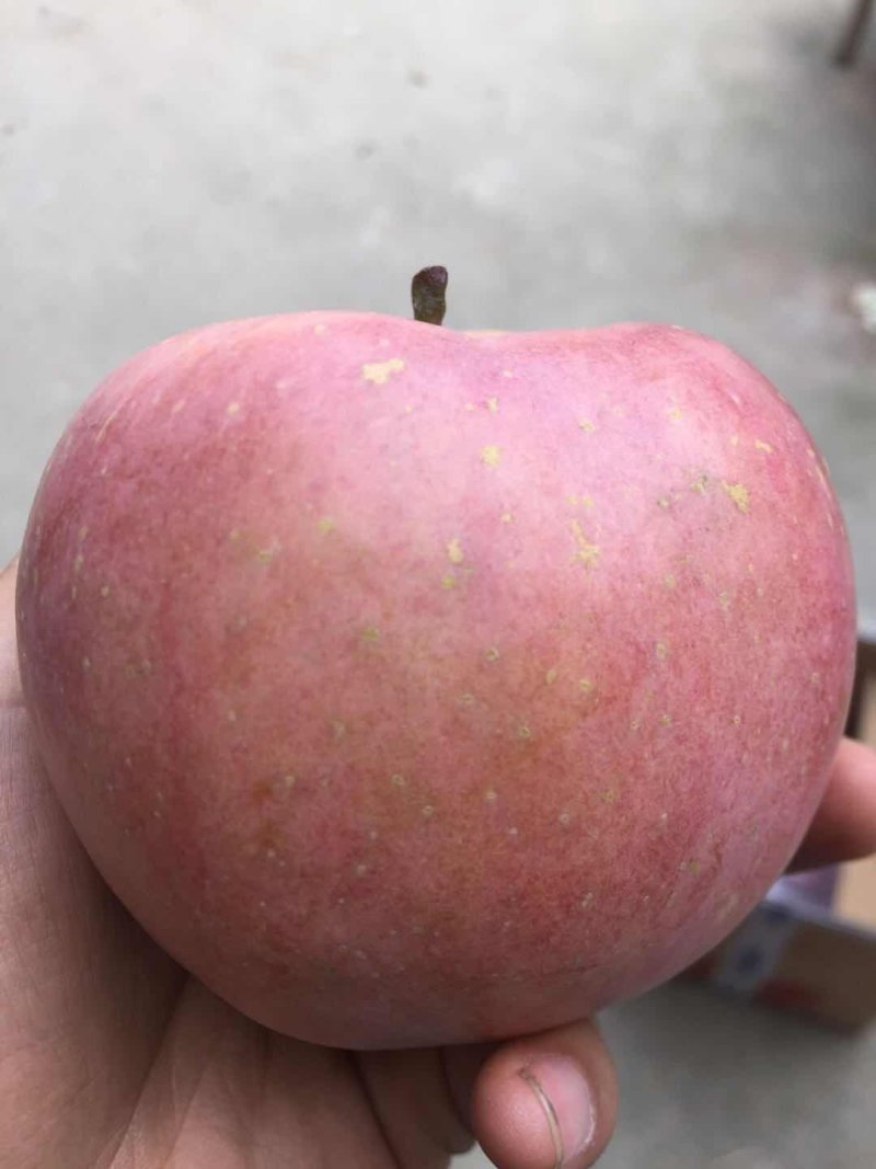 礼泉红富士苹果冰糖芯