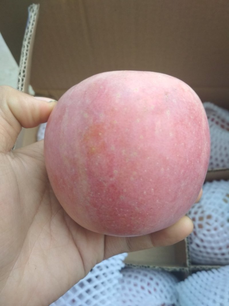 礼泉红富士苹果冰糖芯