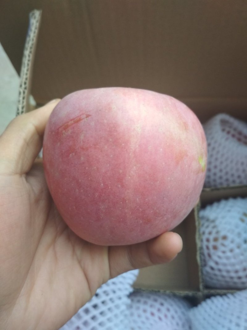 礼泉红富士苹果冰糖芯