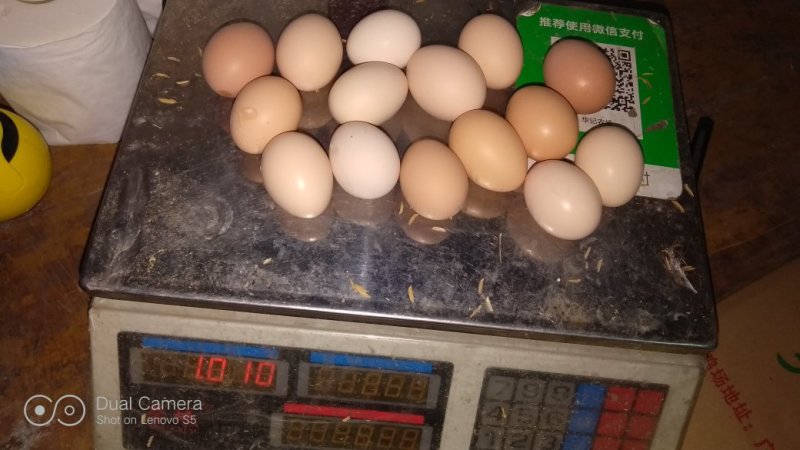 初生蛋