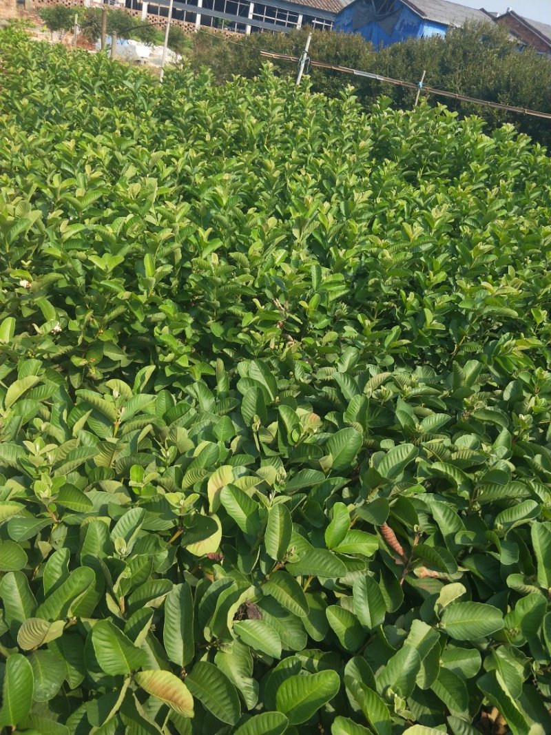 台湾红宝石芭乐苗，少仔番石榴苗，【袋苗】