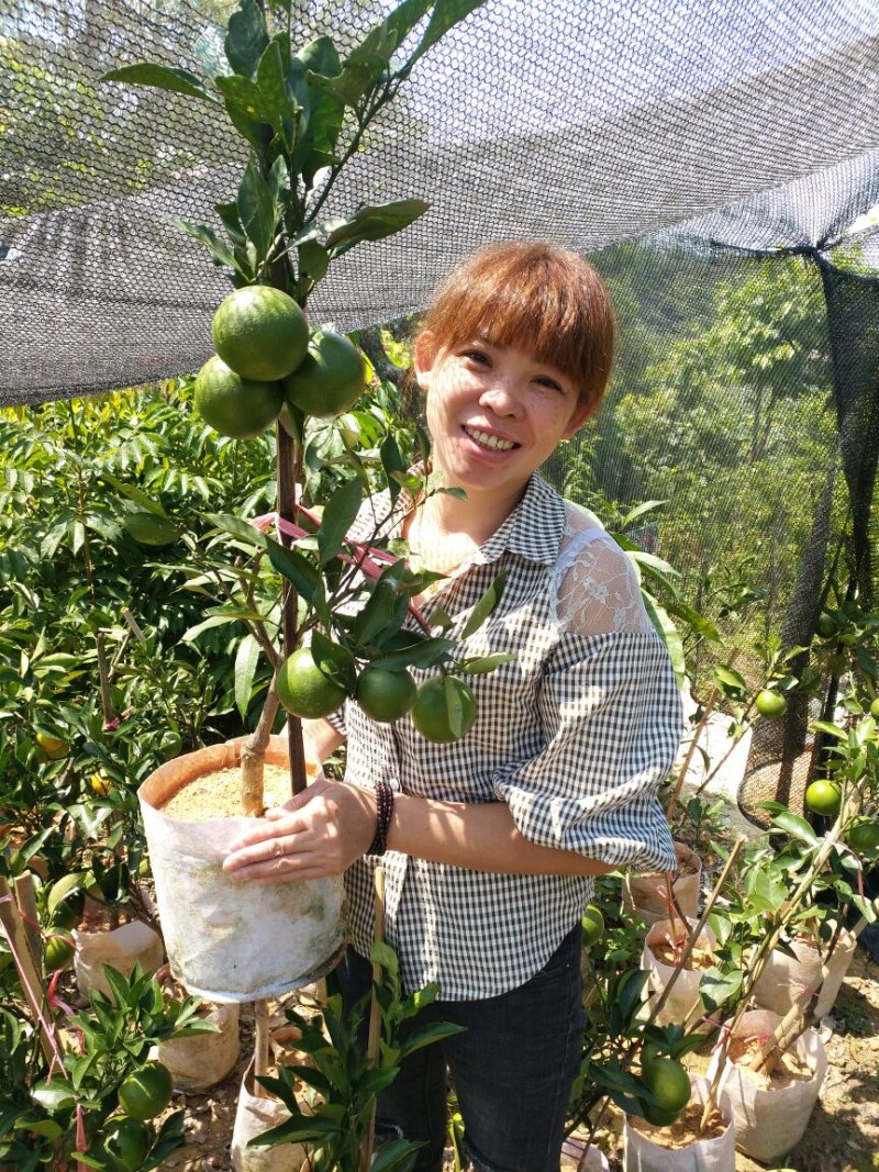 红心橙健康苗可视频看货支持线上交易产地直销