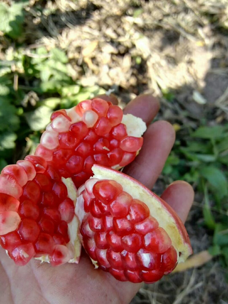 新疆大籽
