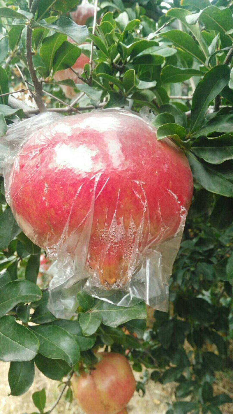 新疆大籽