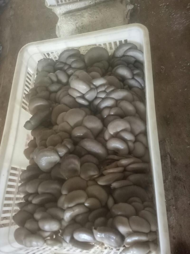 鲜平菇，3到5公分黑灰色