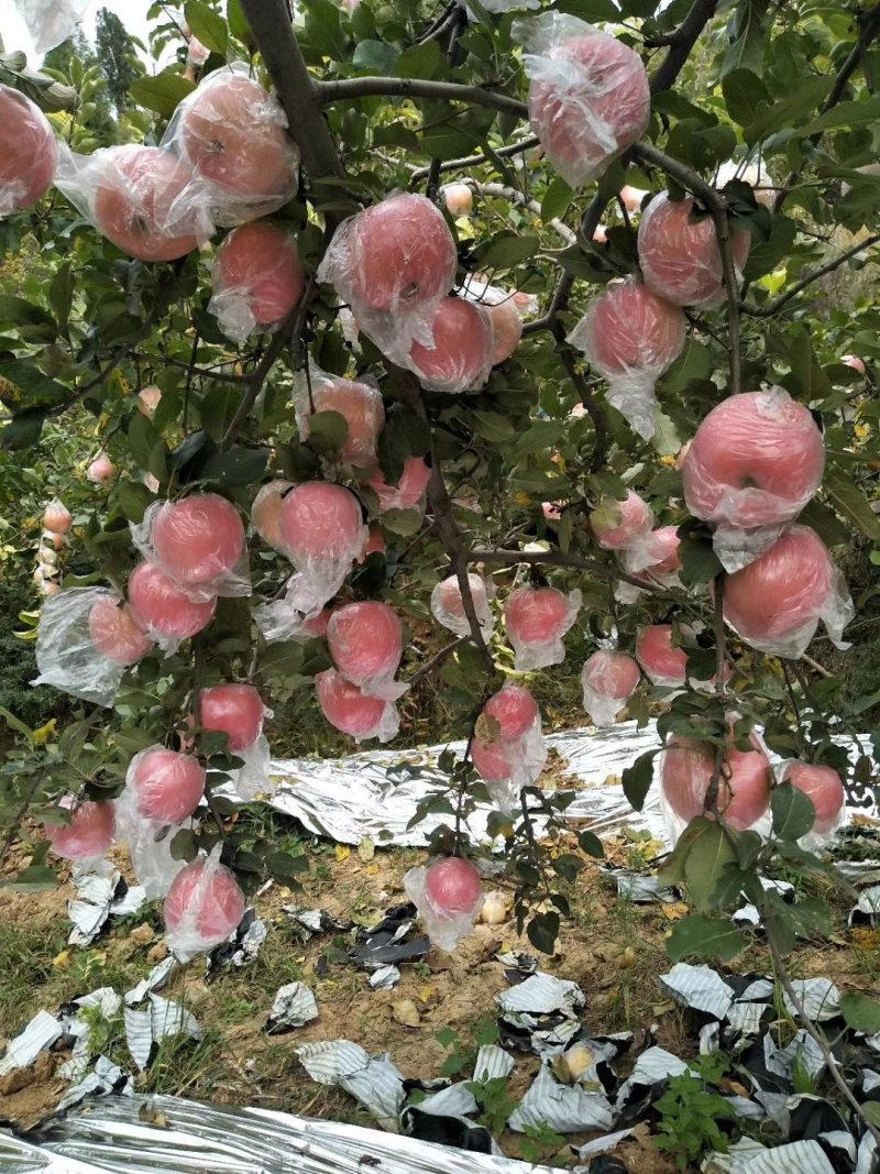 平陆县常乐平果