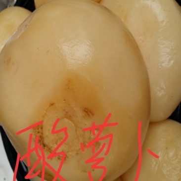 酸萝卜