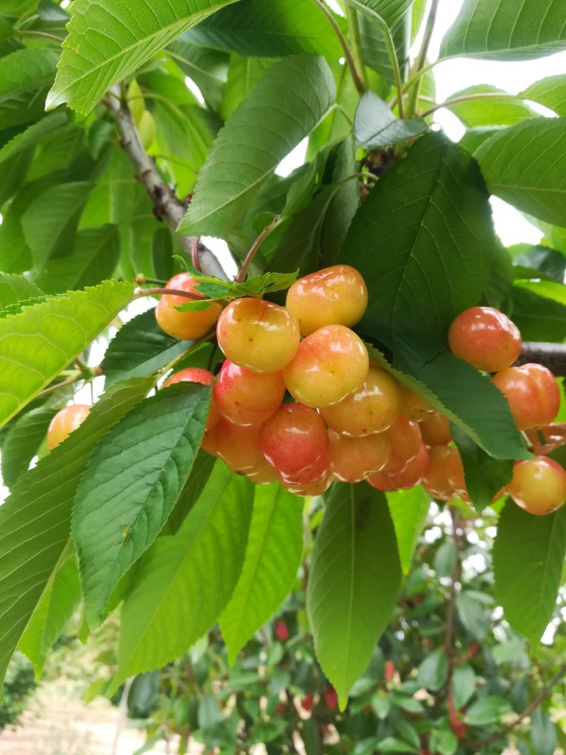 樱桃树