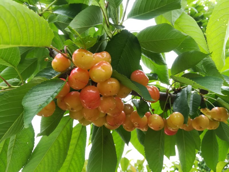 樱桃树