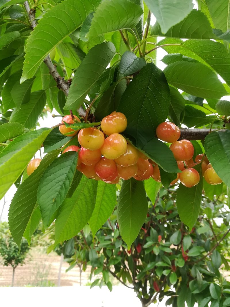 樱桃树