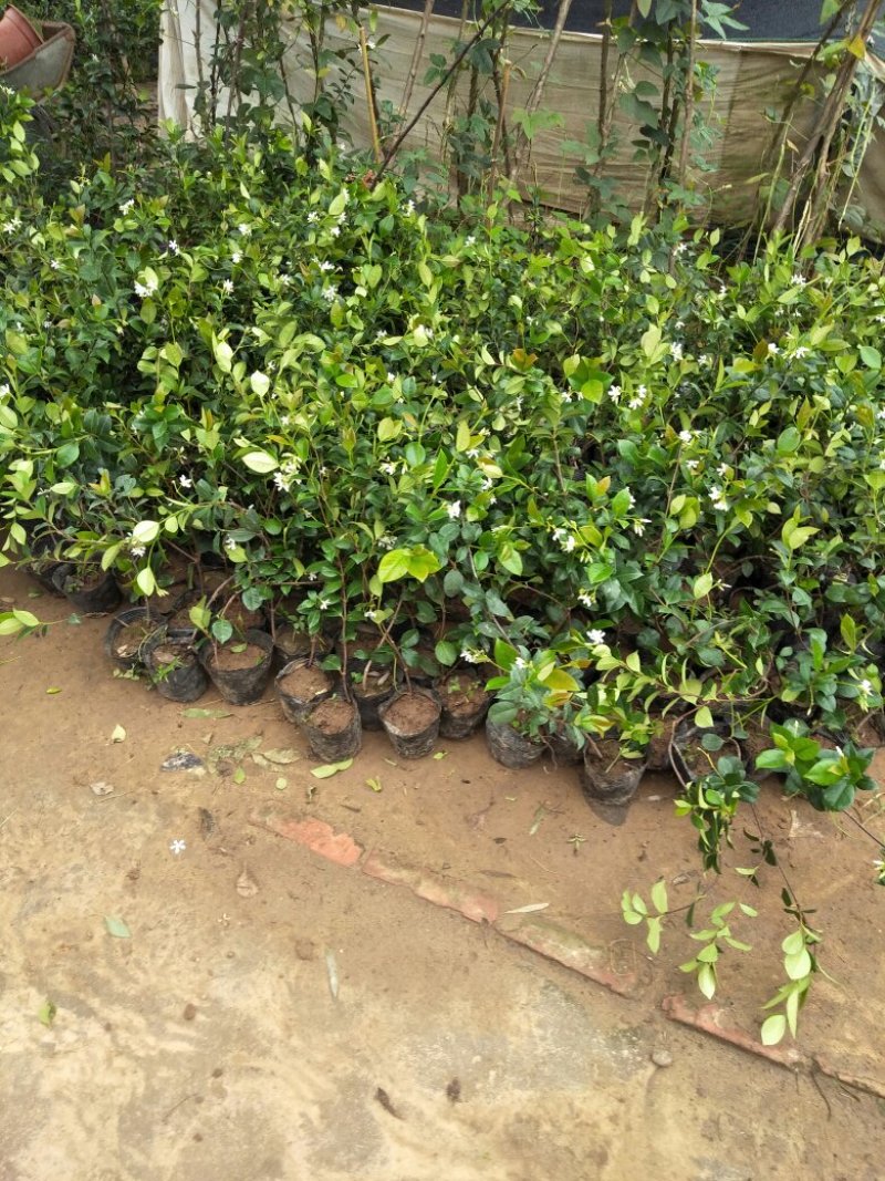 风车茉莉