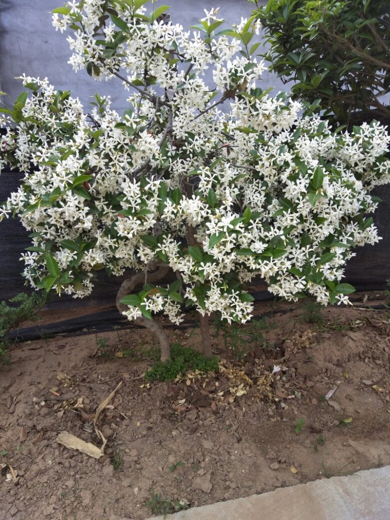 风车茉莉