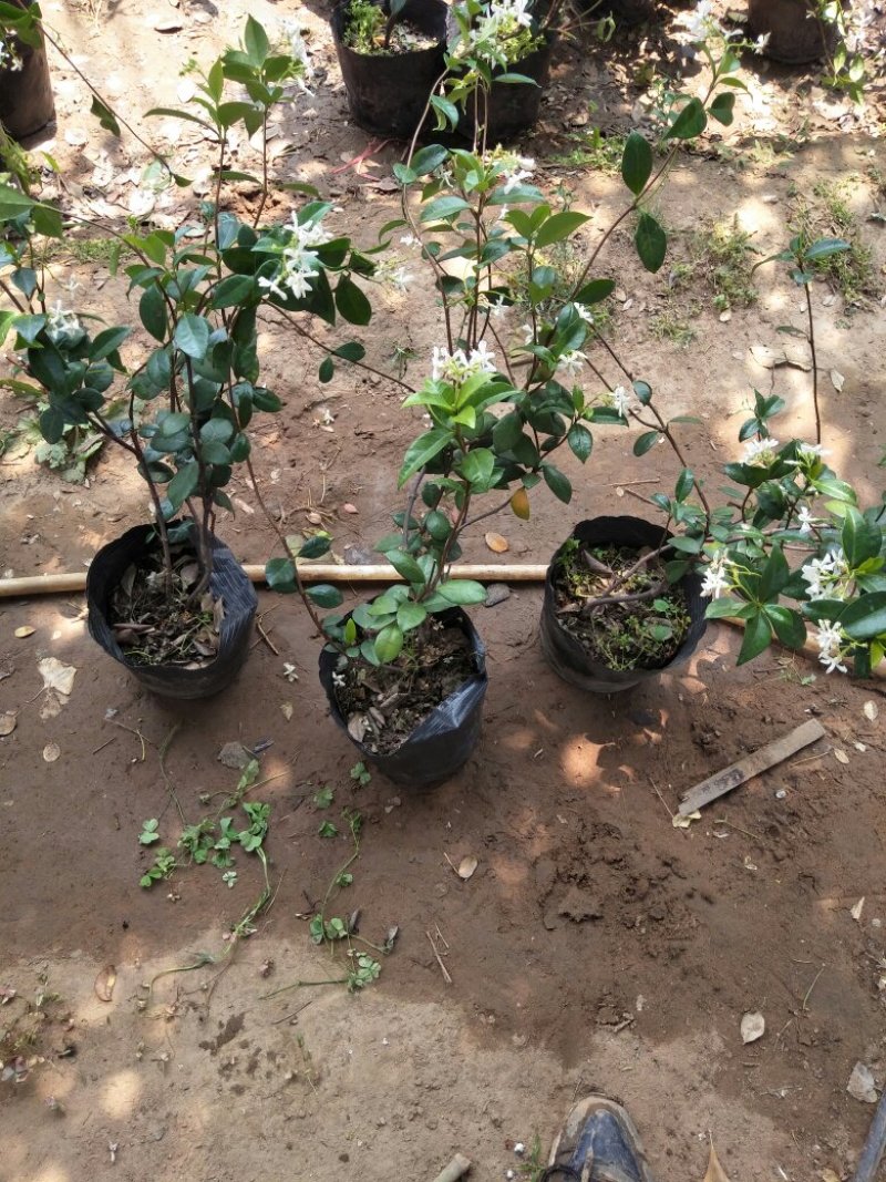 风车茉莉