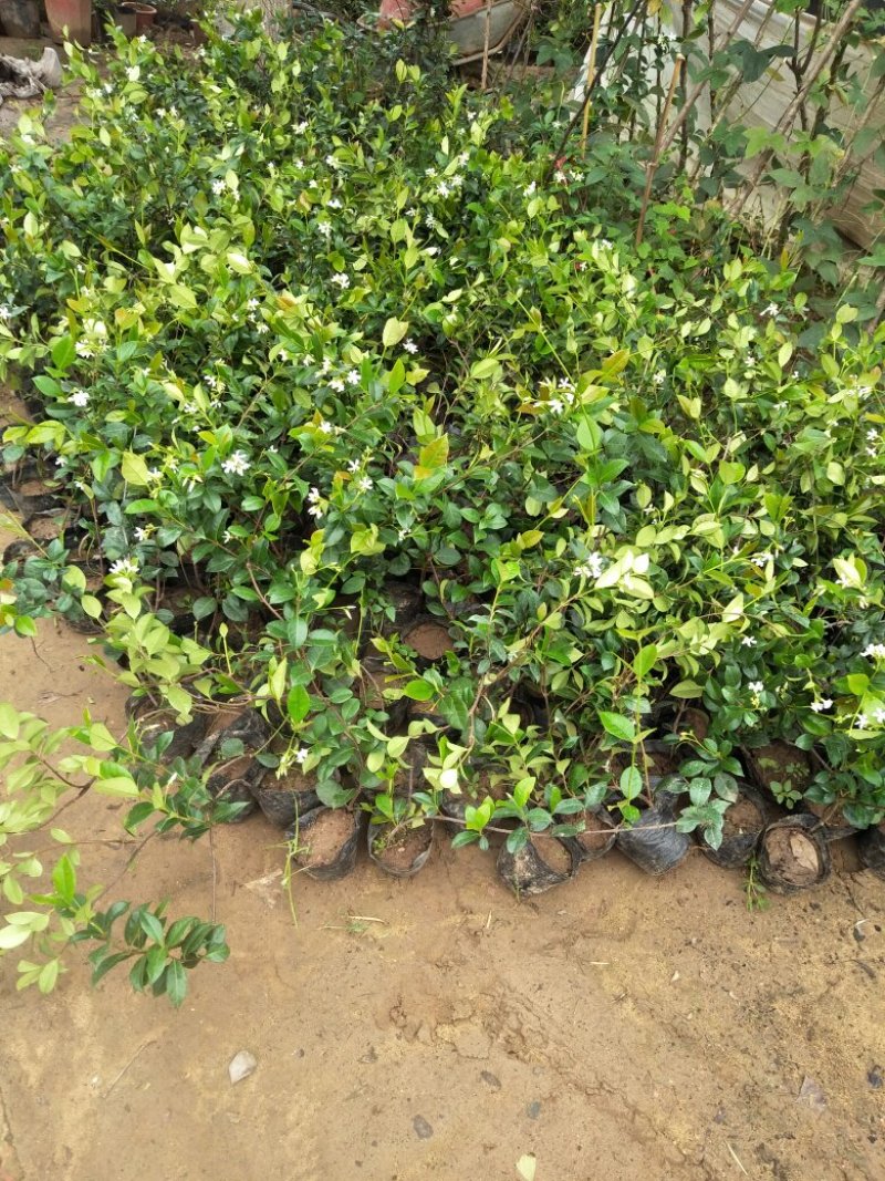 风车茉莉