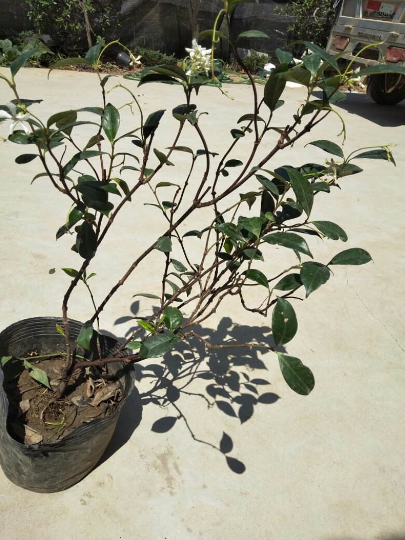 风车茉莉