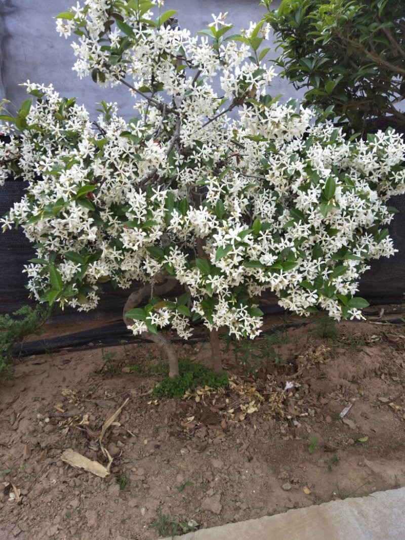 风车茉莉