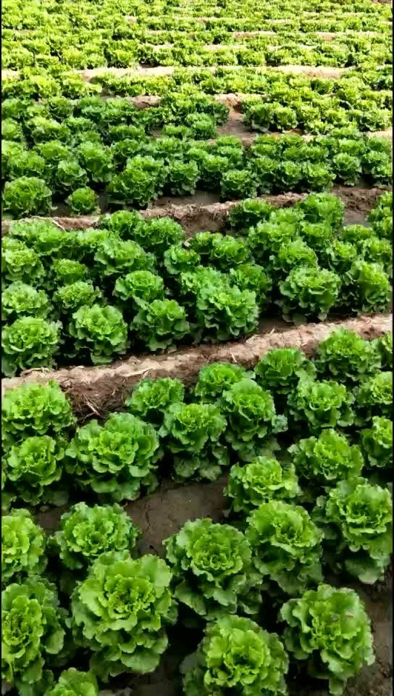 意大利生菜