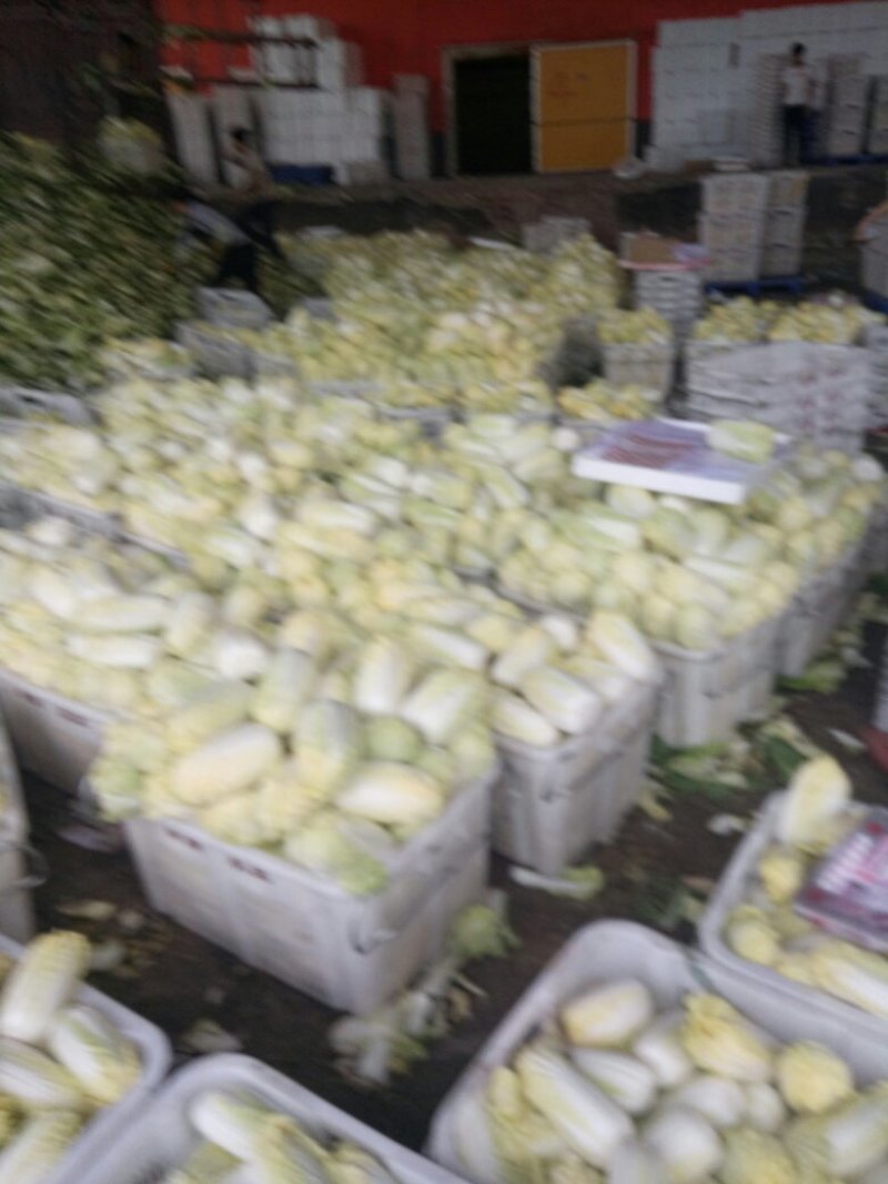 精品娃娃菜，甘兰，扁包菜