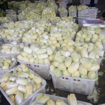 精品娃娃菜，甘兰，扁包菜