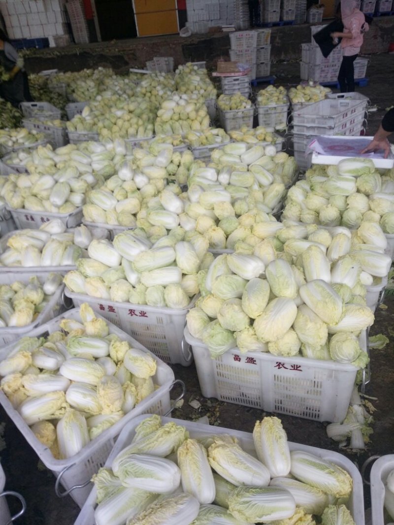 精品娃娃菜，甘兰，扁包菜