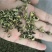 荷叶茶