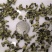 荷叶茶