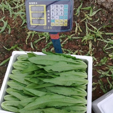 油麦菜25~30厘米以上，质量好，价格优