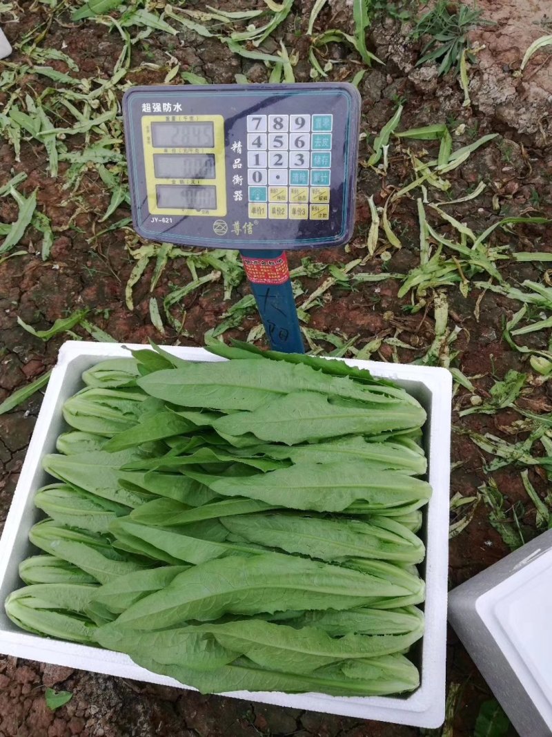 油麦菜25~30厘米以上，质量好，价格优