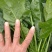 大叶菠菜
