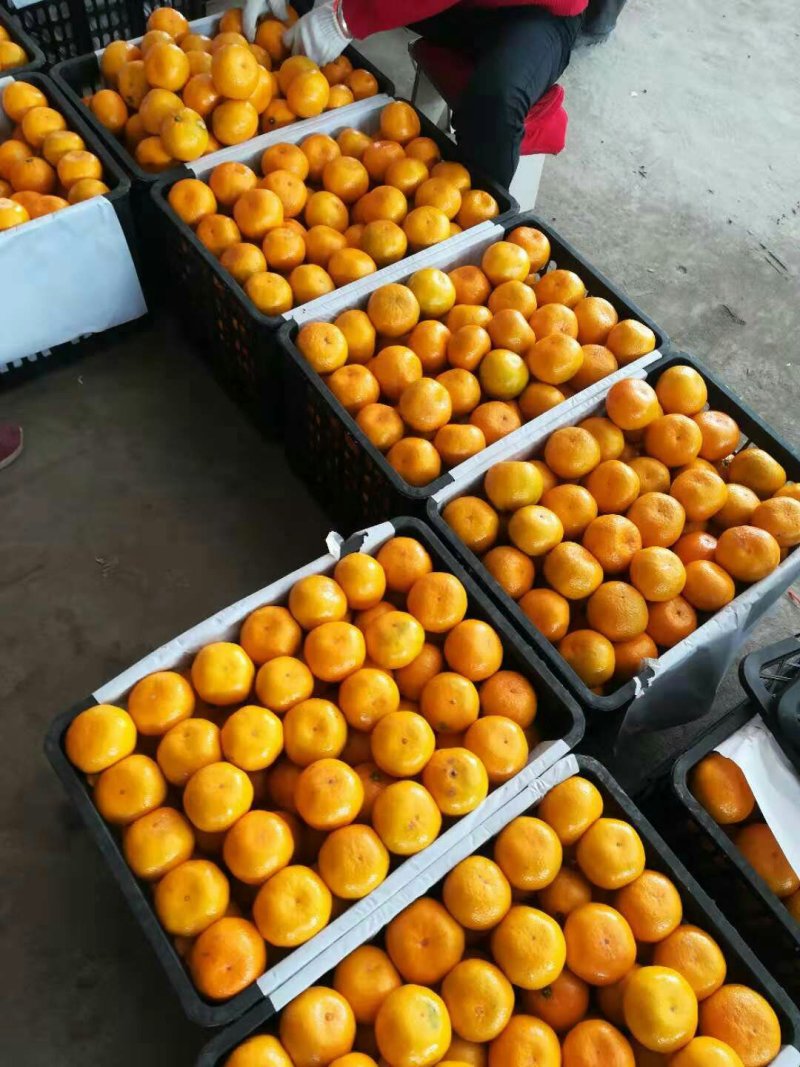 特早蜜桔，，货量充足！品质保证，价格优惠