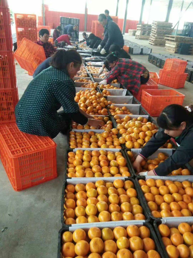 特早蜜桔，，货量充足！品质保证，价格优惠