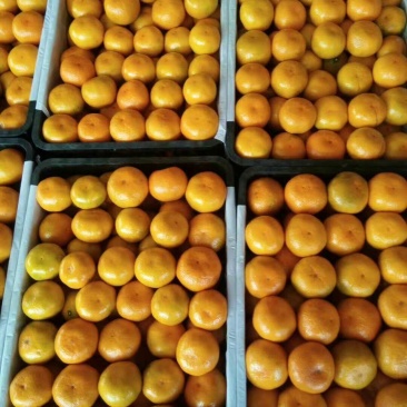 特早蜜桔，，货量充足！品质保证，价格优惠