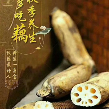 莲藕