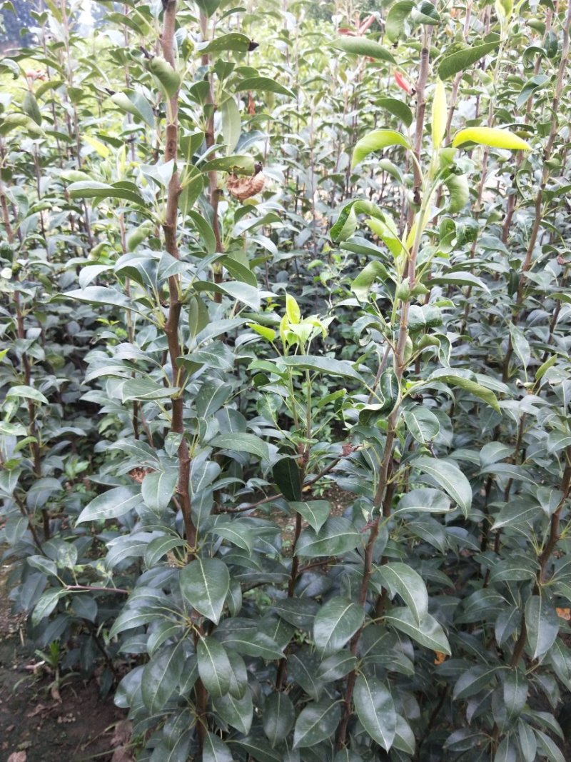 梨树苗，优质梨树苗，保证质量，现挖现卖，量大。