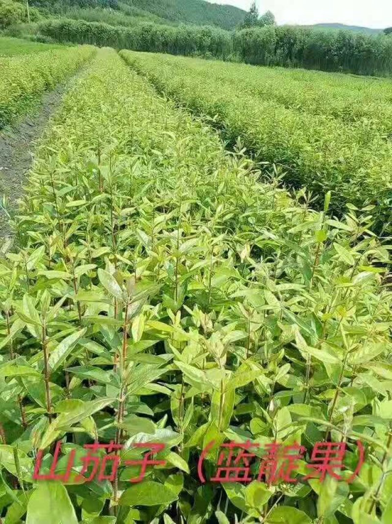蓝靛果树苗。基地直发。价格低。成活率高。服务好量大优惠。
